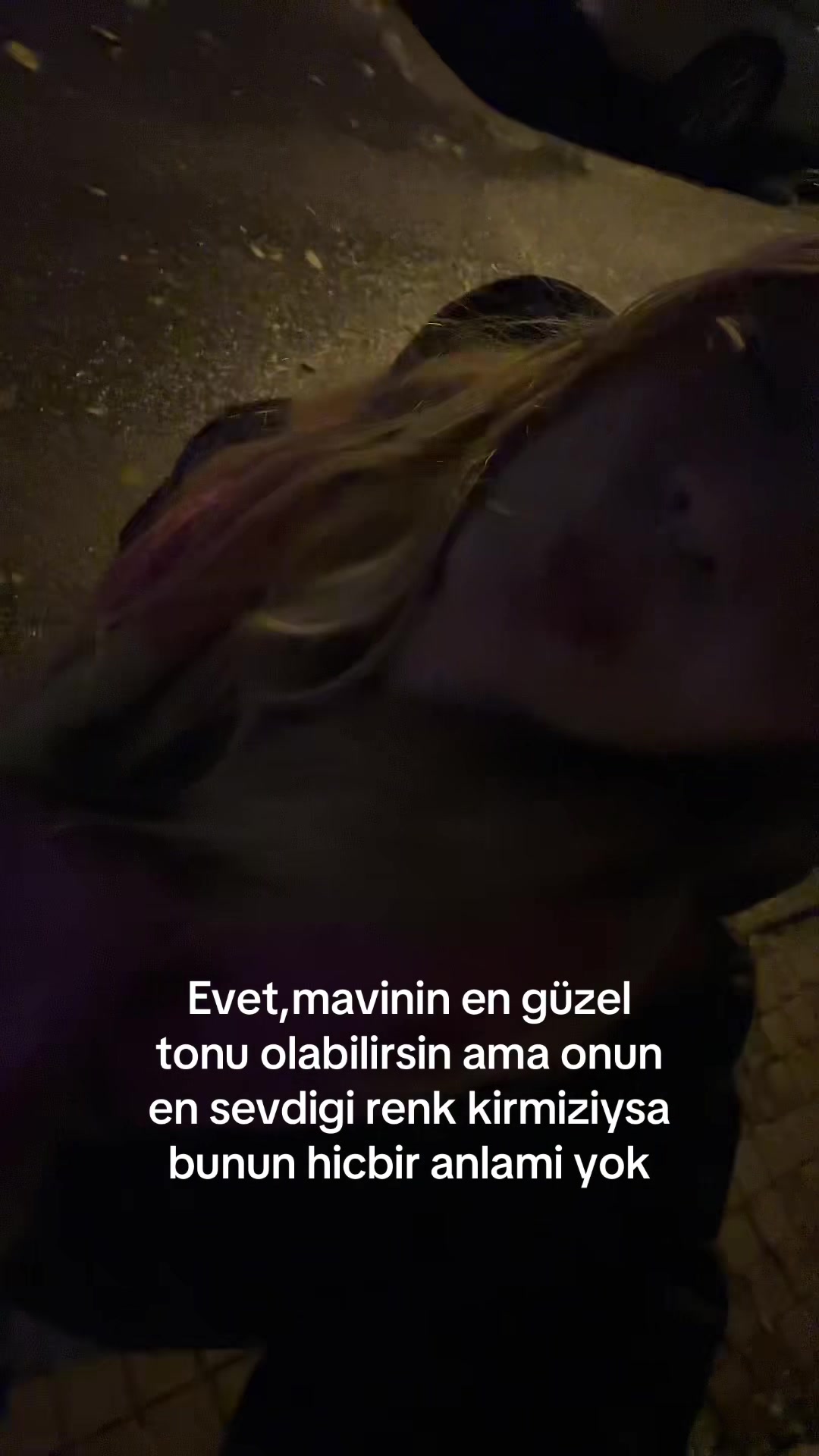 @belemirberru