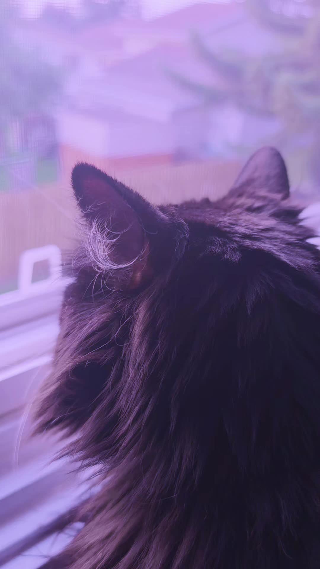 @AtticaTheTuxedoCat