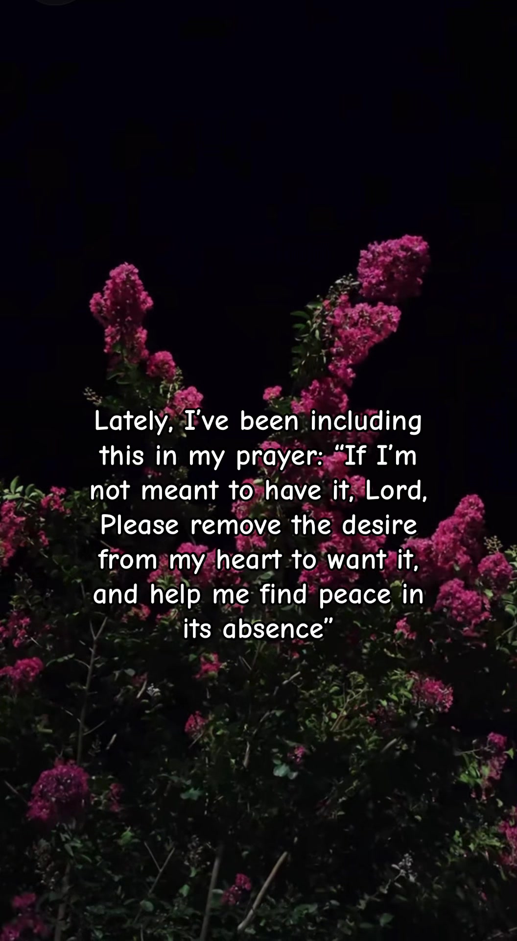 @itsmedenchiz ⋆. 𐙚 ˚