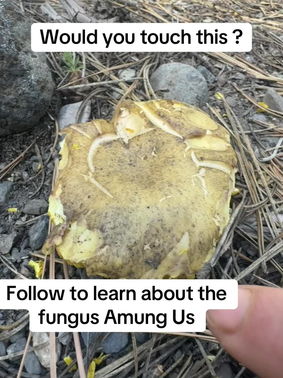 @Fungusamungus