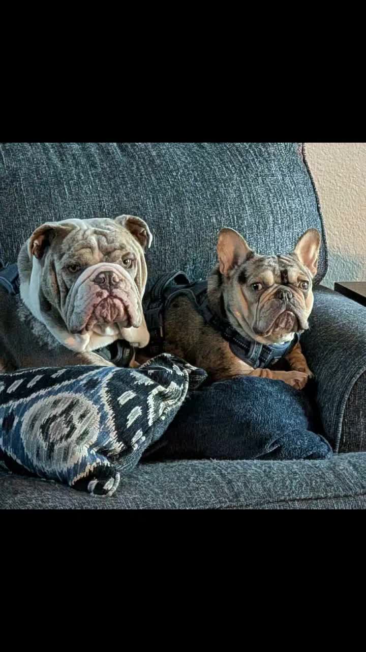 @Colorado Frenchies
