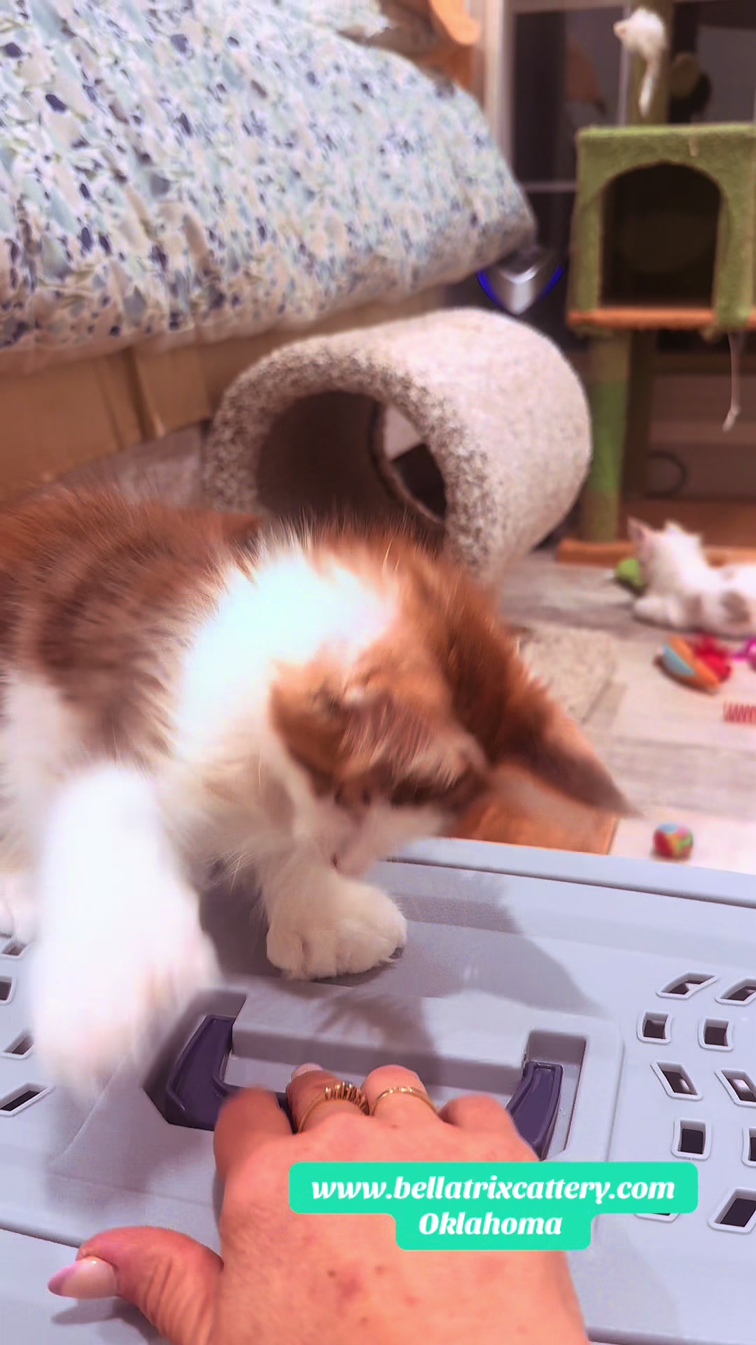 @Bellatrix Maine Coon Cattery