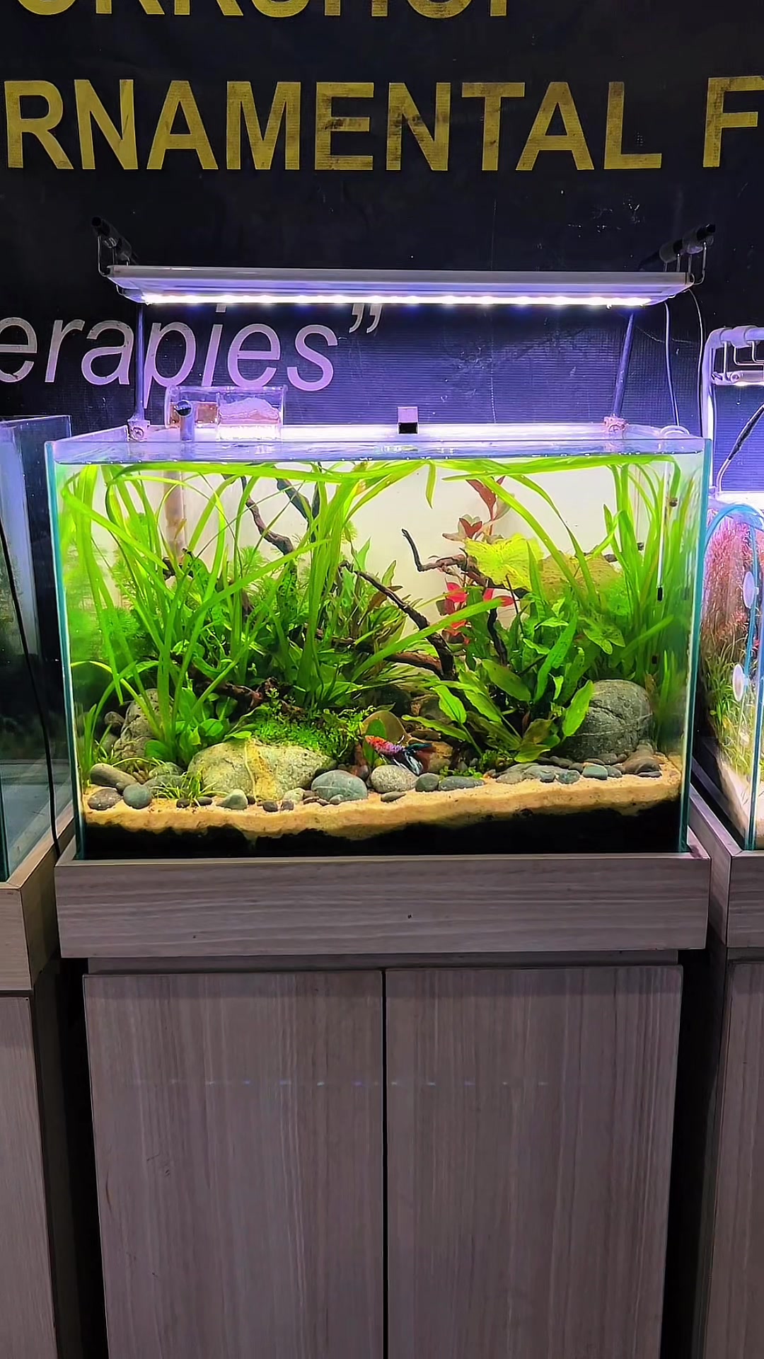 @Rawalumbu Aquatic Design