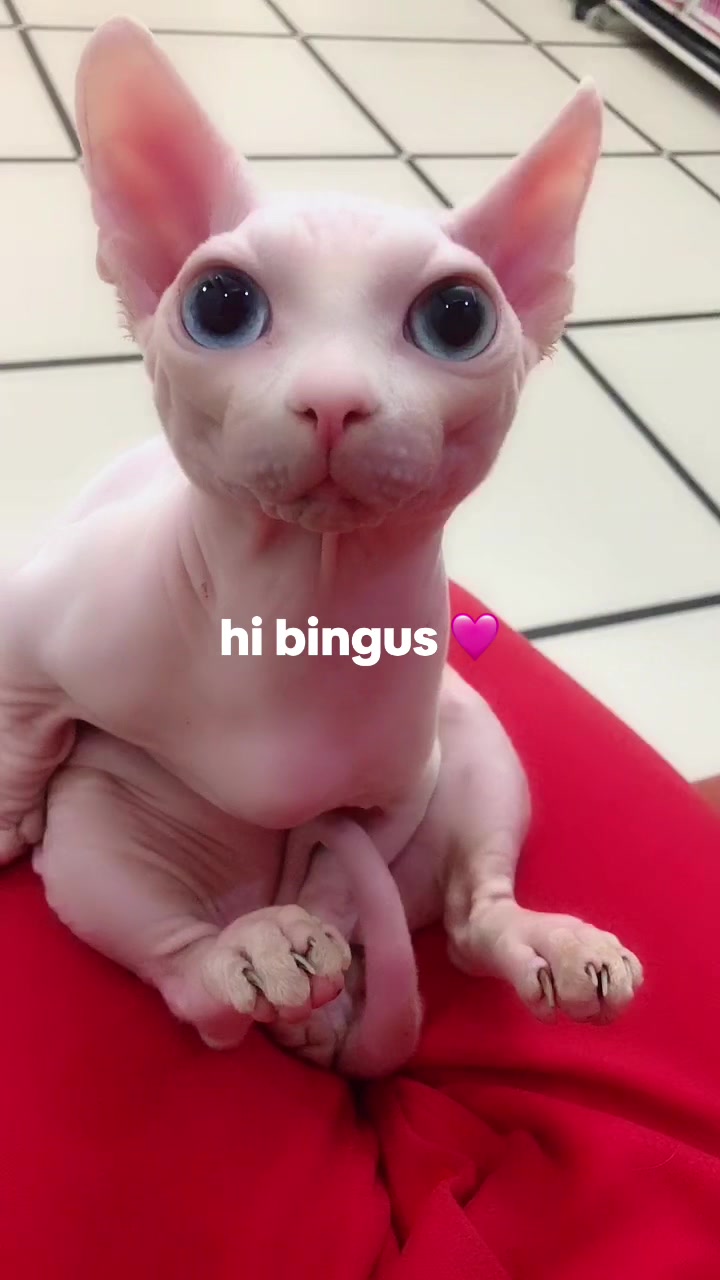 @bingus.official