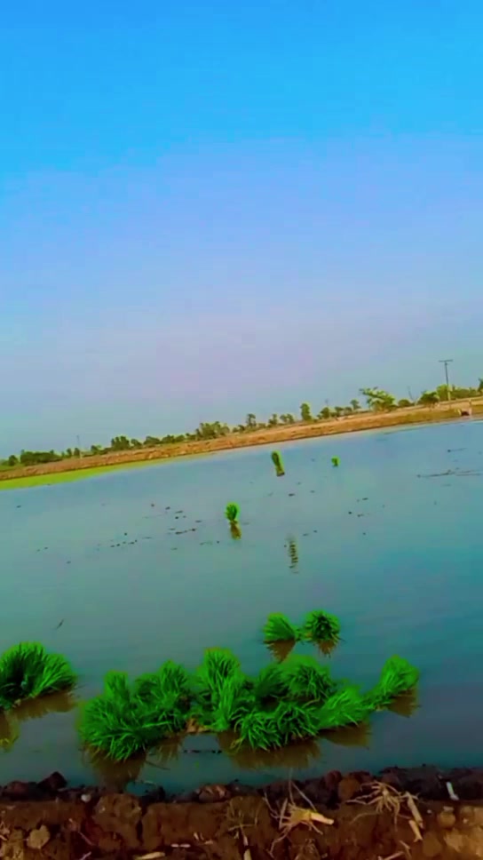 @Shaid15103166269066