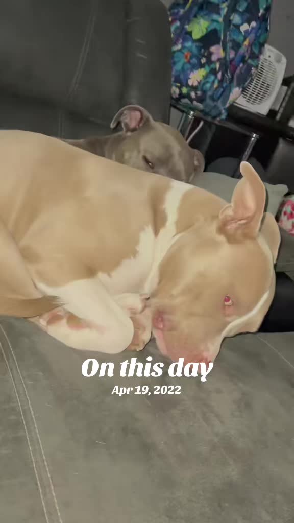 @Pittie Mom
