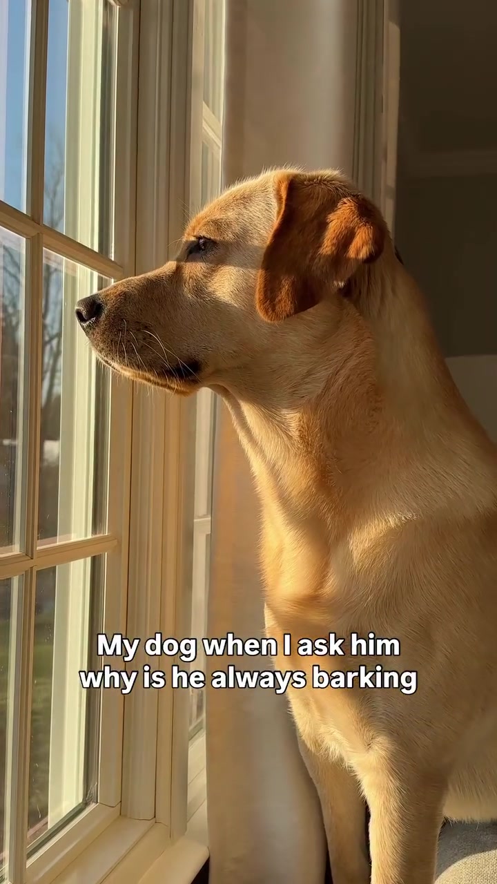 @Lord Jack The Yellow Lab