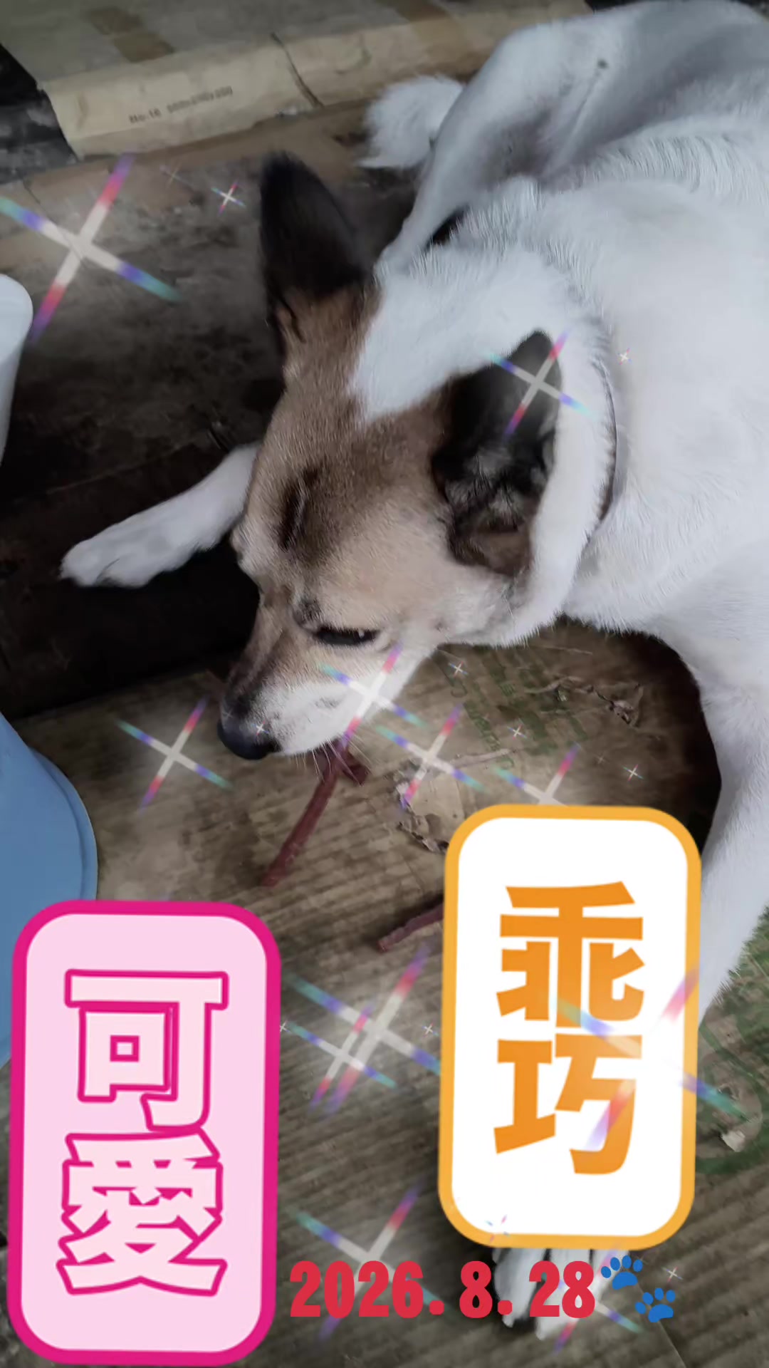 @大珍寶🥕