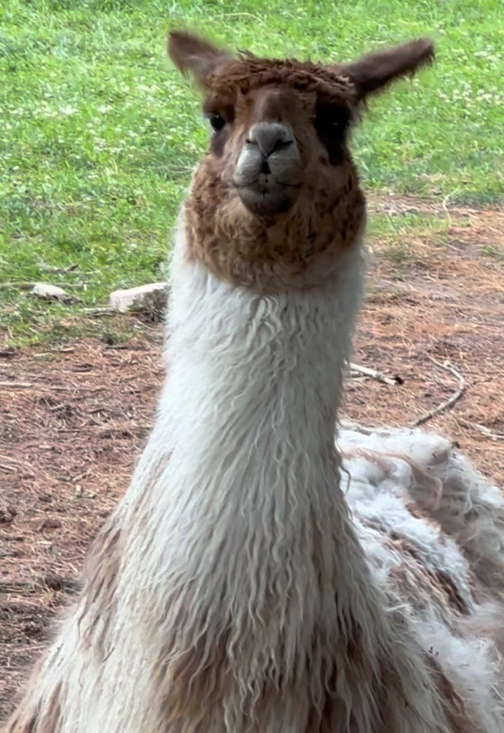 @The Packing Llamas