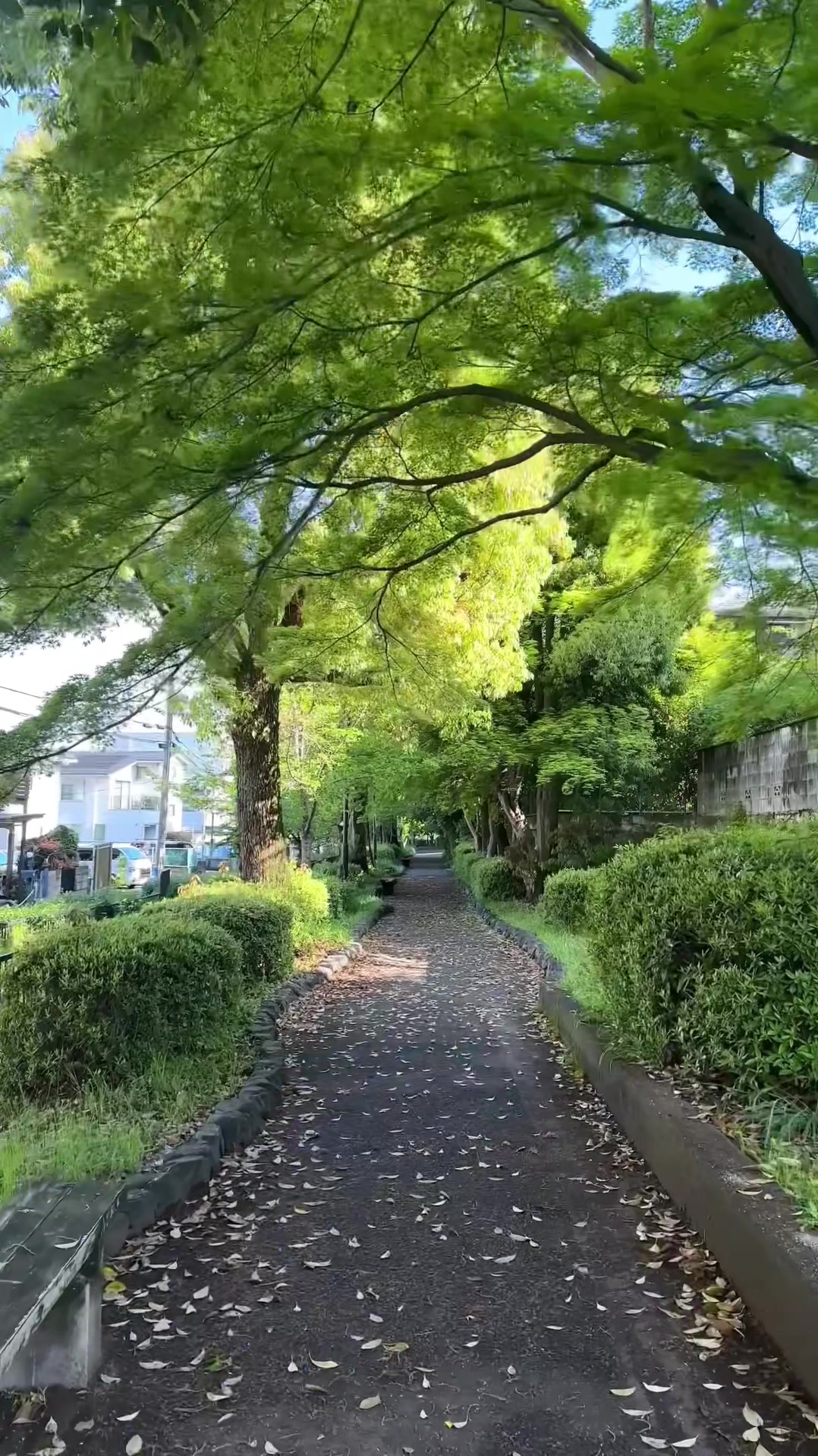 @Tanuki.no.mori