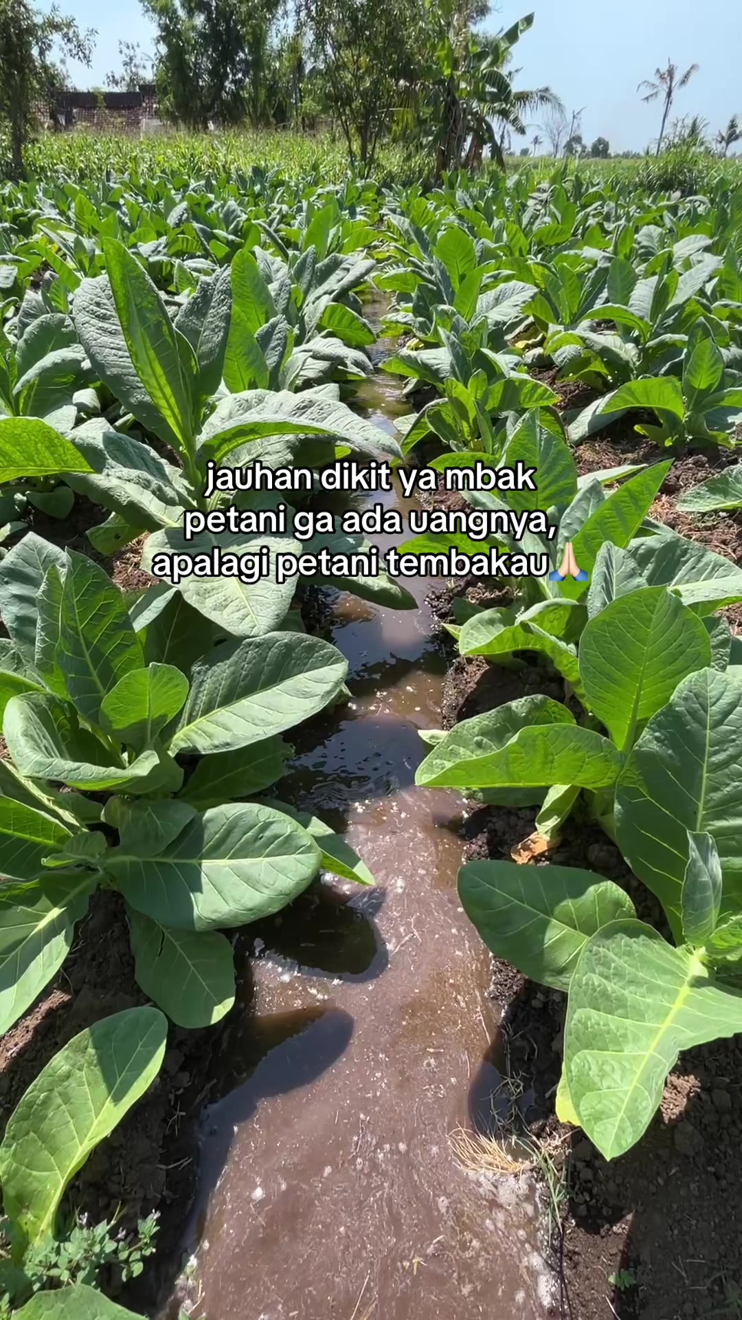 @محمد حسن لطفى