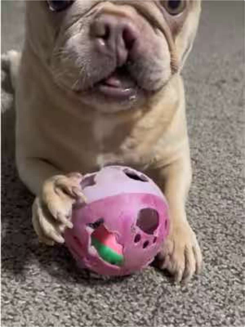 @Peanut the Frenchie 🐾