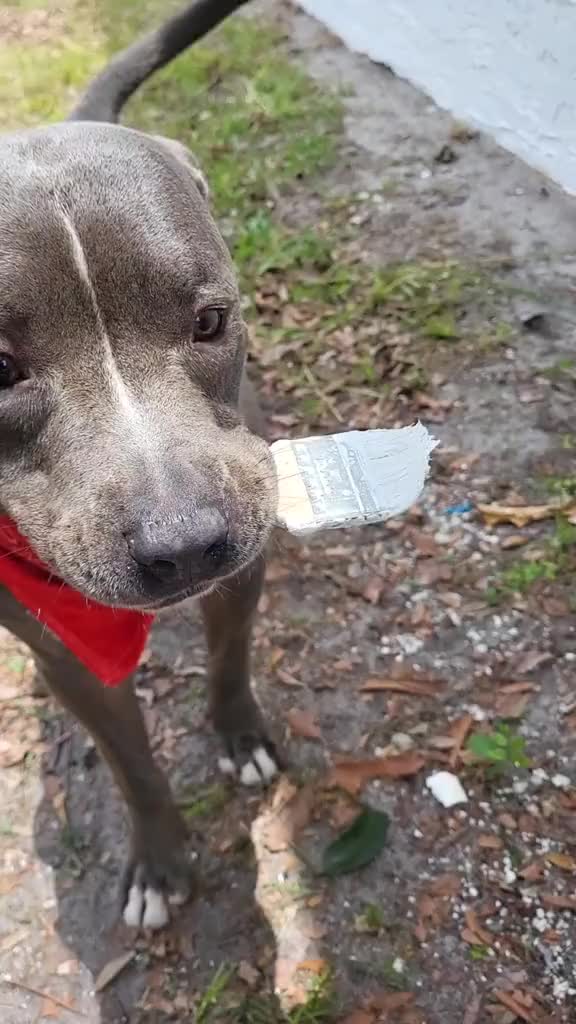 @Just Loko 🐶🐕😍