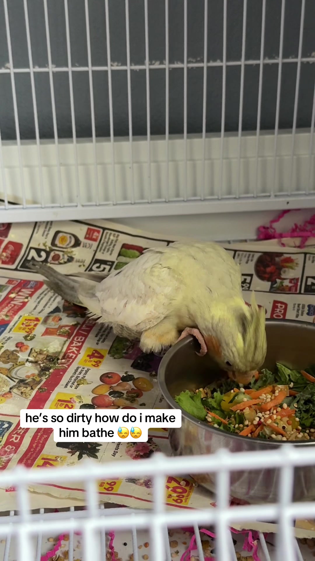 @𝓚𝓸𝓪 ࿇
