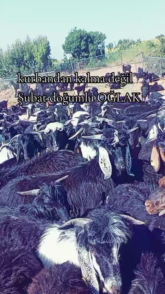 @Musacan kol