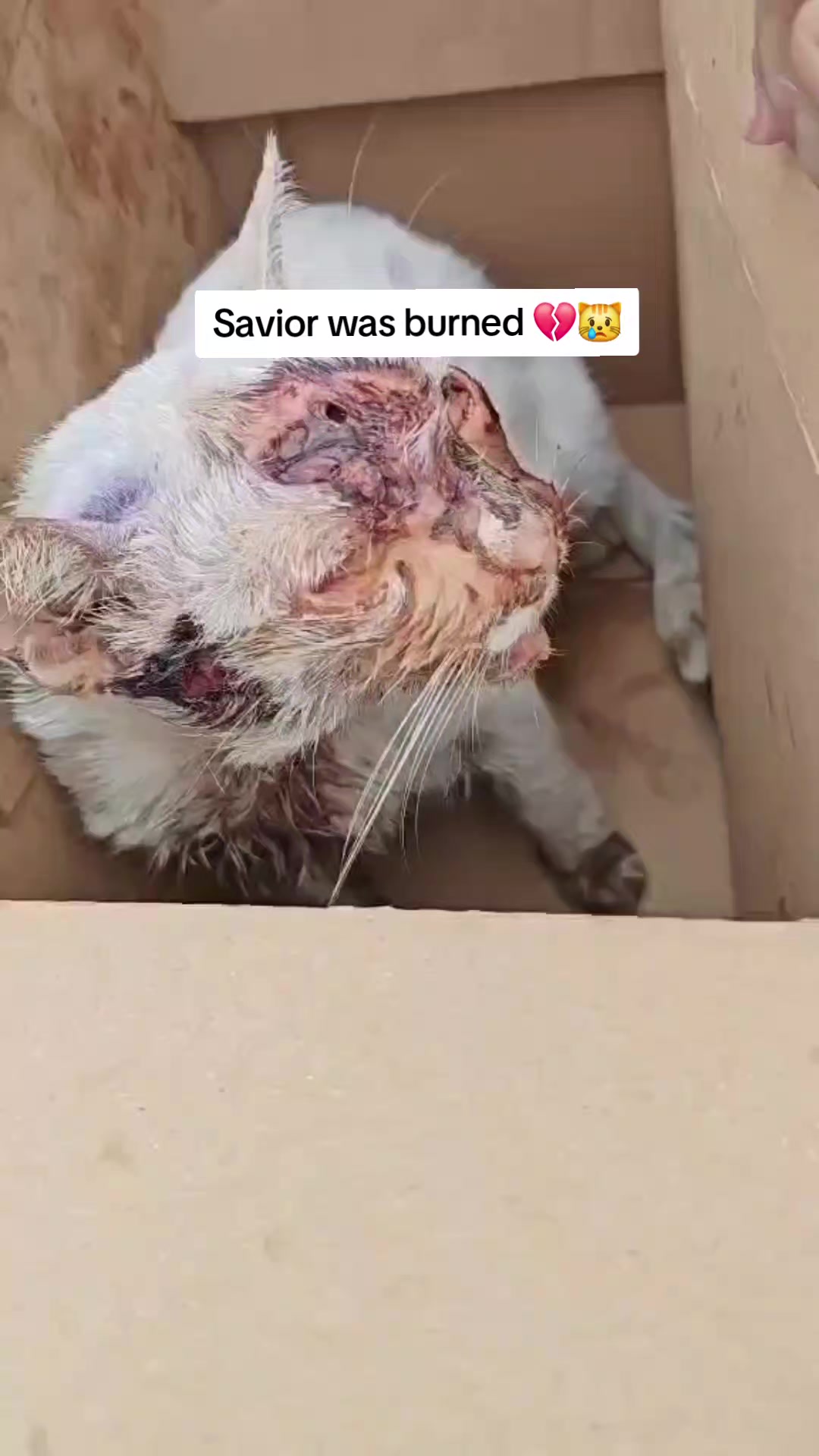 @mylharescues