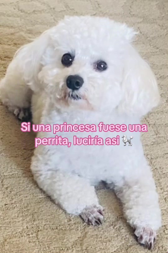 @profetrivella