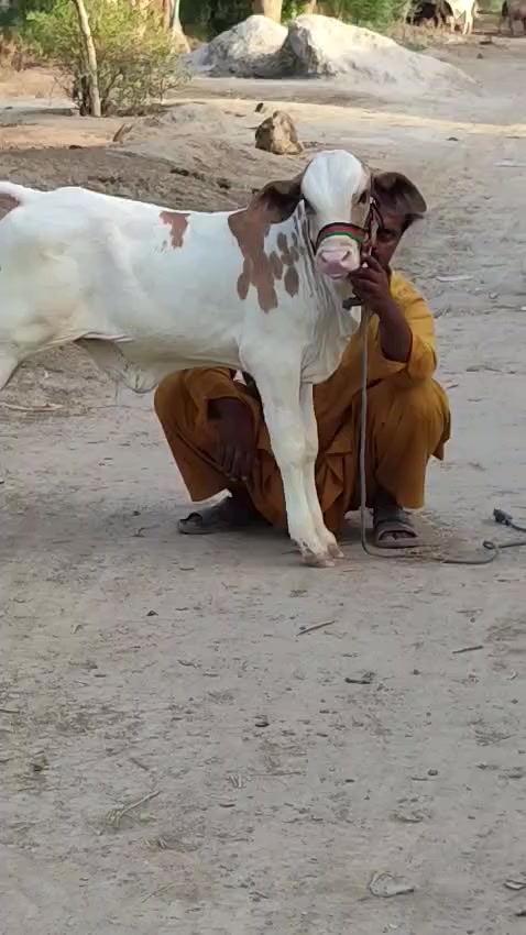 @HS Cattle Farm