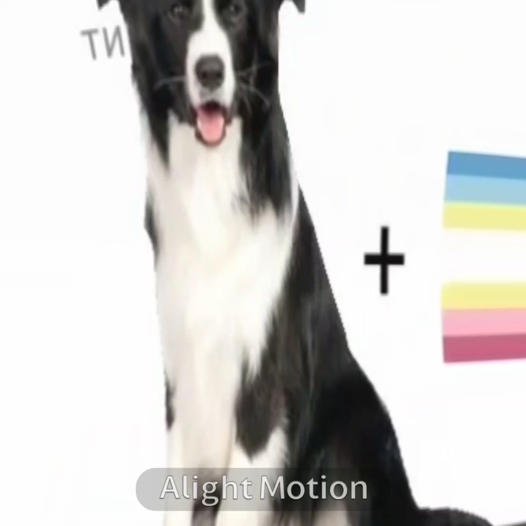 @собака Лейси👑|||🐶✅🐱✅