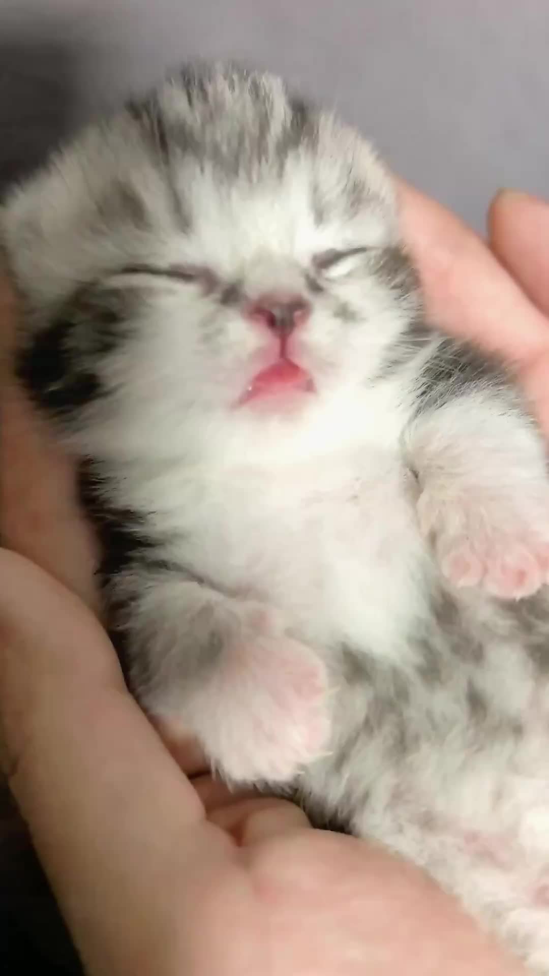 @catbosssss