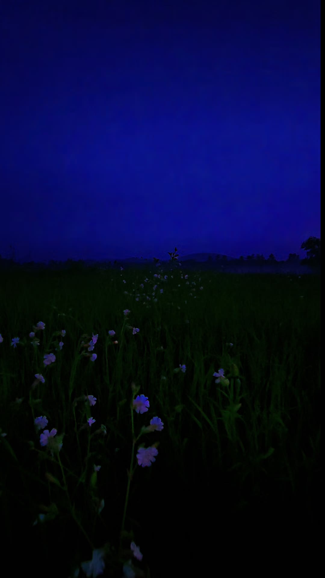 @💜✨️♡ASVJ♡✨️💚