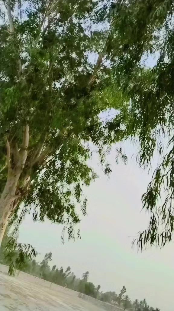 @👑Sajeel SaJu Malik👑