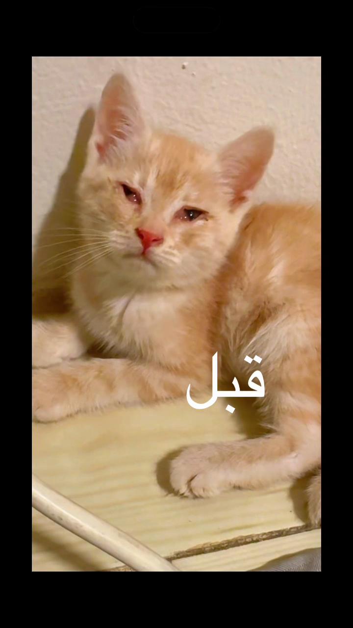 @قصص واقعيه