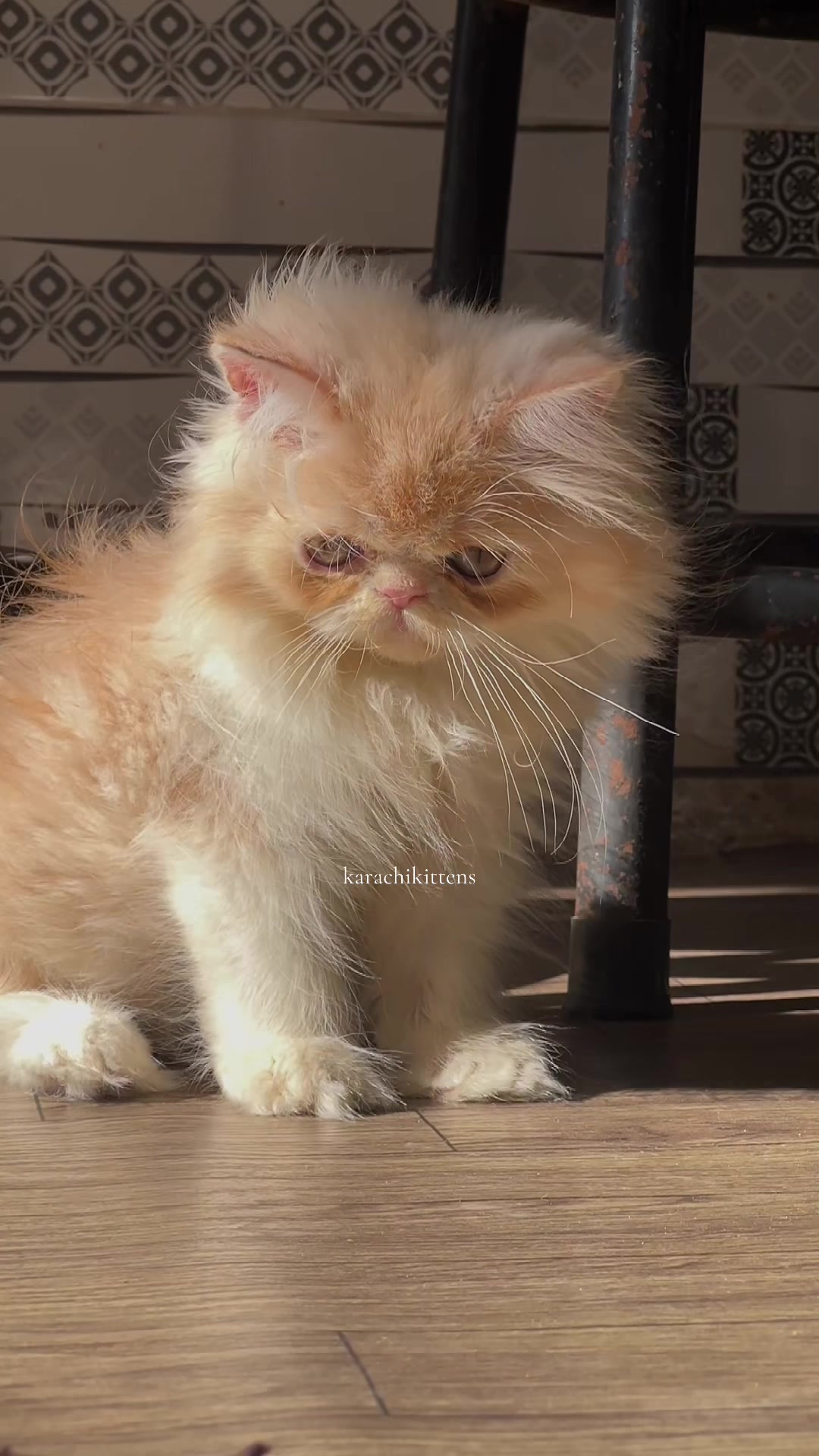 @karachikittens