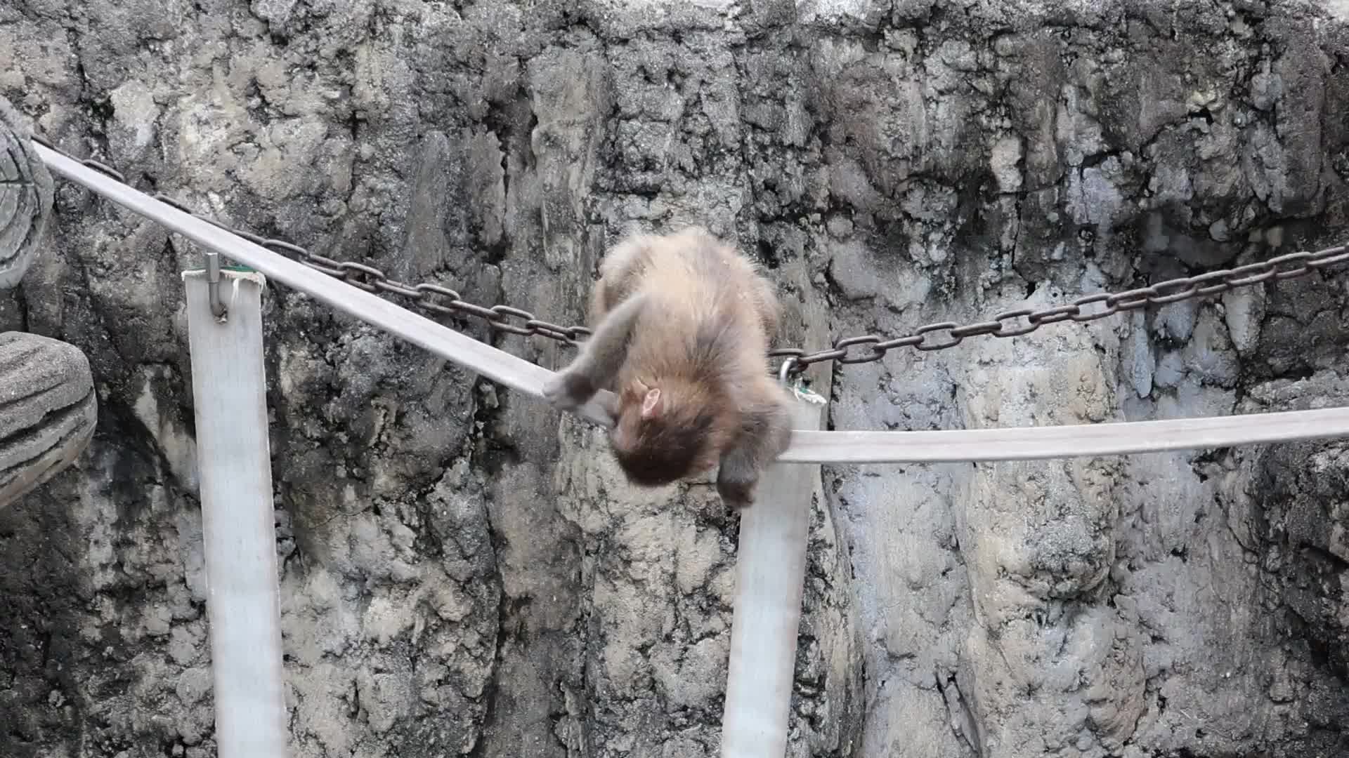 @Ichikawa City Zoo