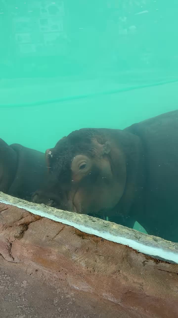 @Hippo