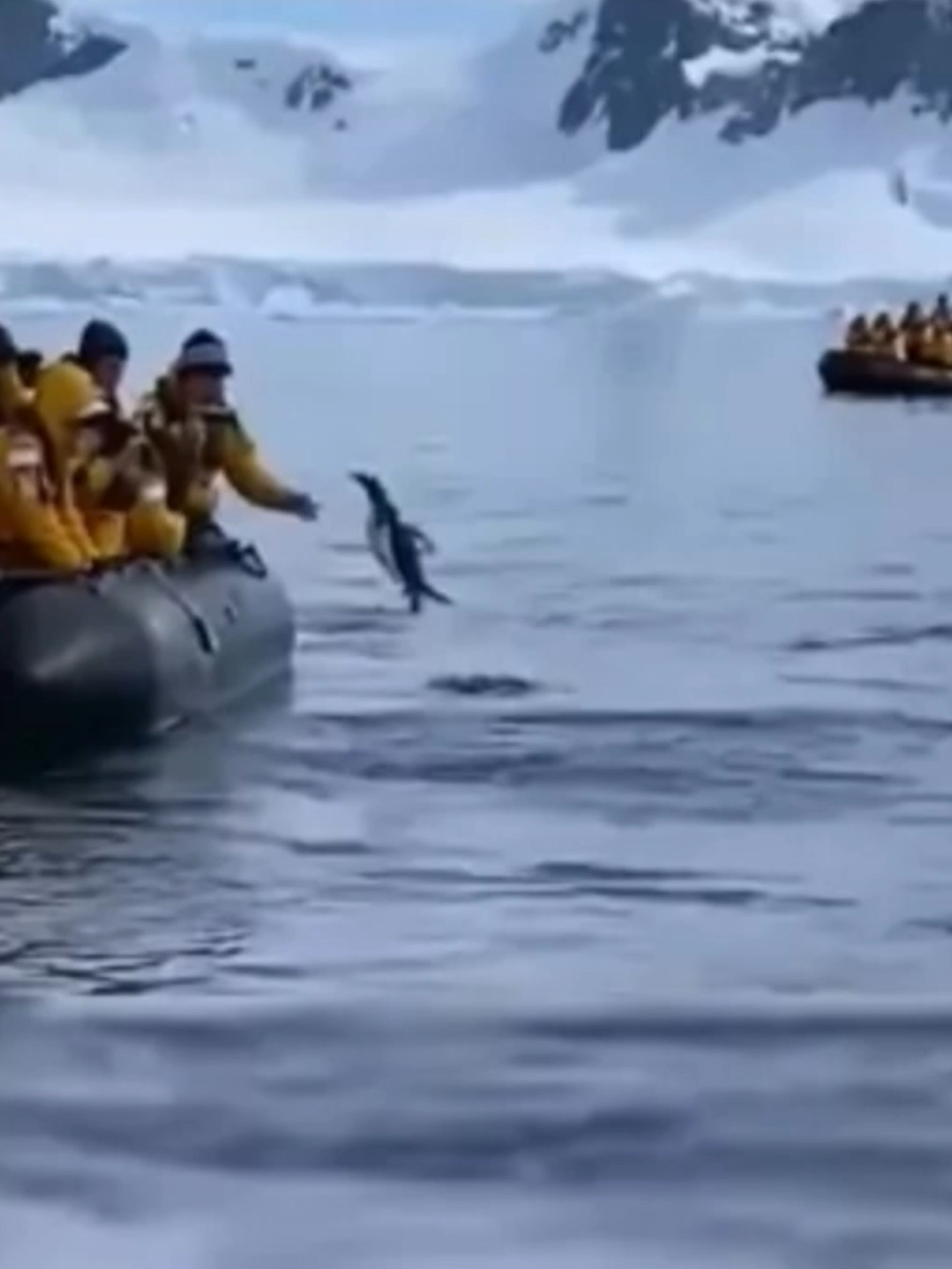 @Mundo dos Animais