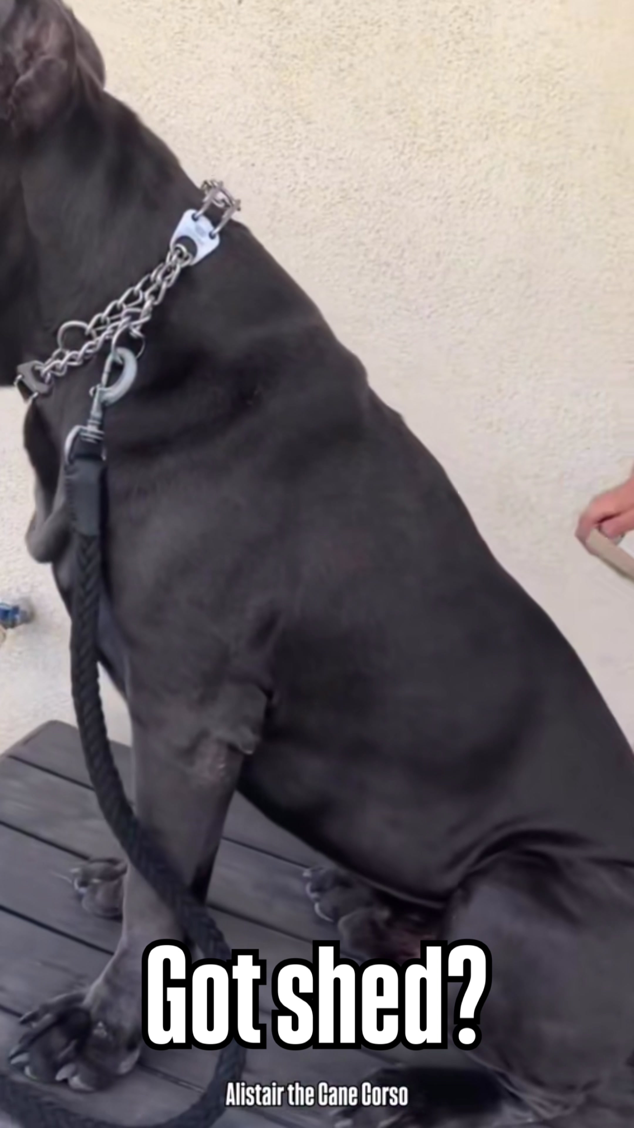 @Alistair the Cane Corso