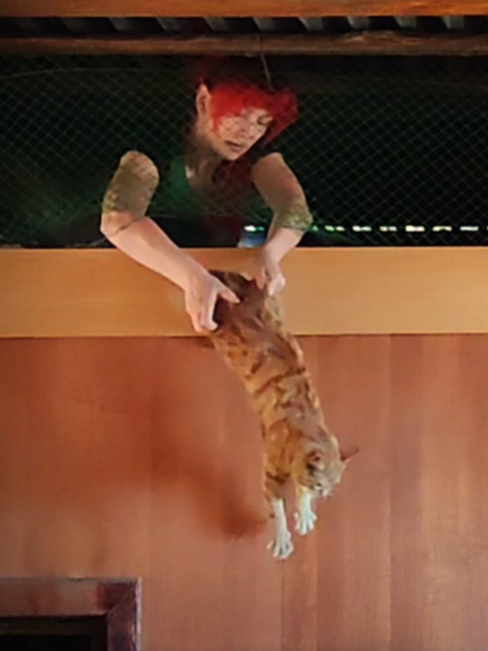 @Кот Кореш и его Птица