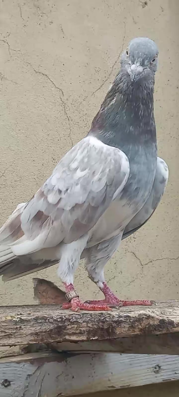 @Ranakasuripigeon