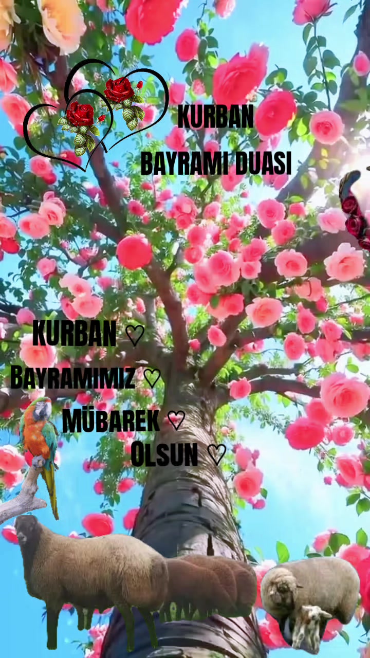 @🇹🇷҉͜͡✭DAMLA🦂GÜL🇦🇿҉͜͡✭