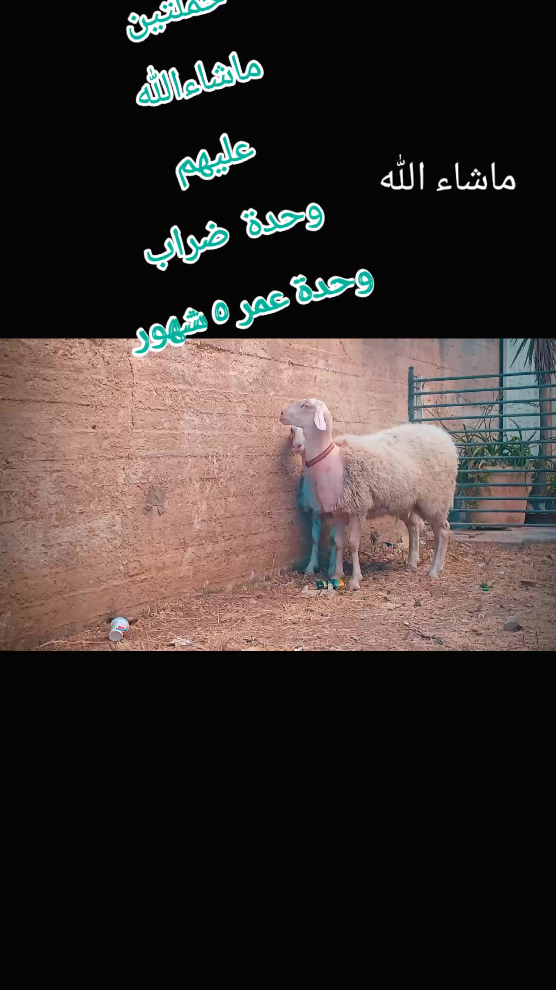 @bashar