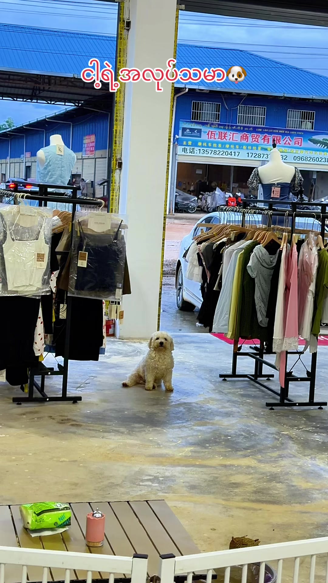 @招财🐶