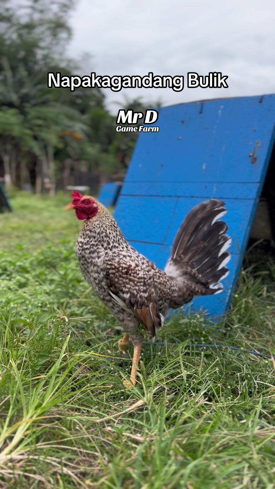 @MR D Game Farm