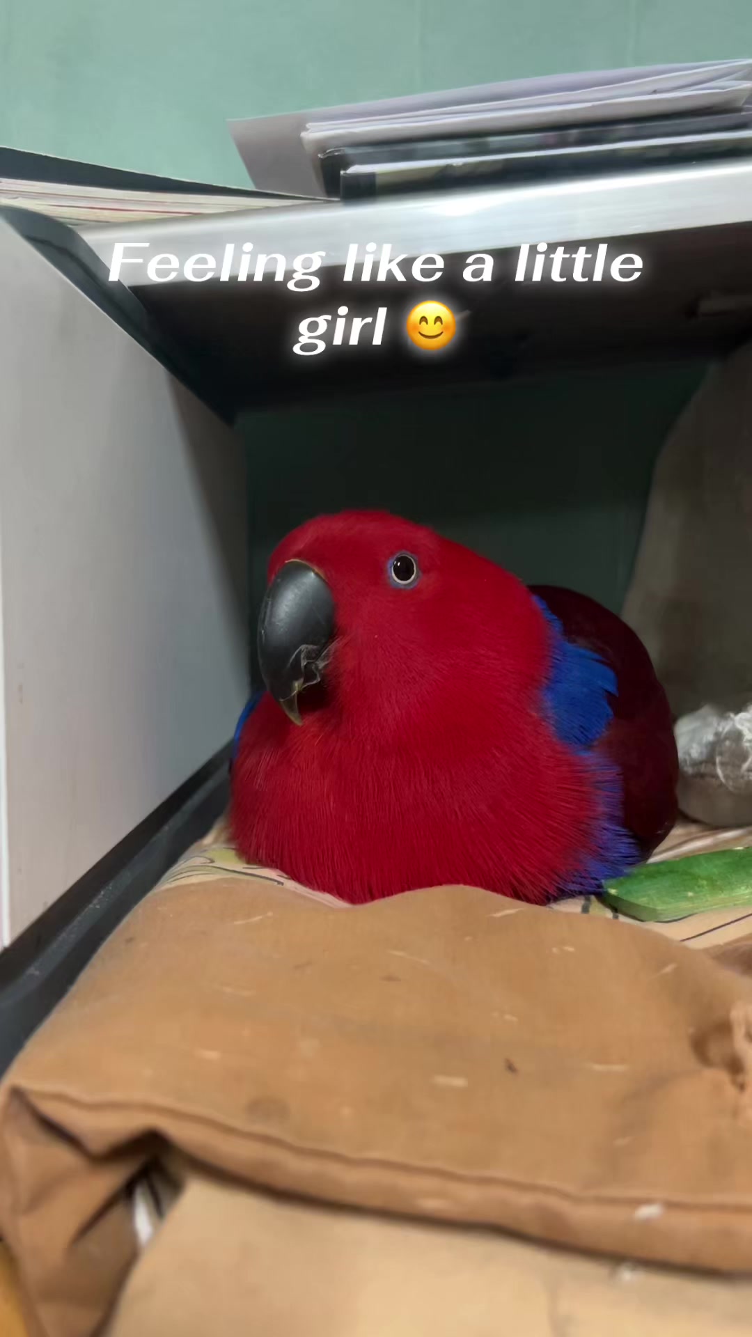 @Female parrot🥰👫🦜