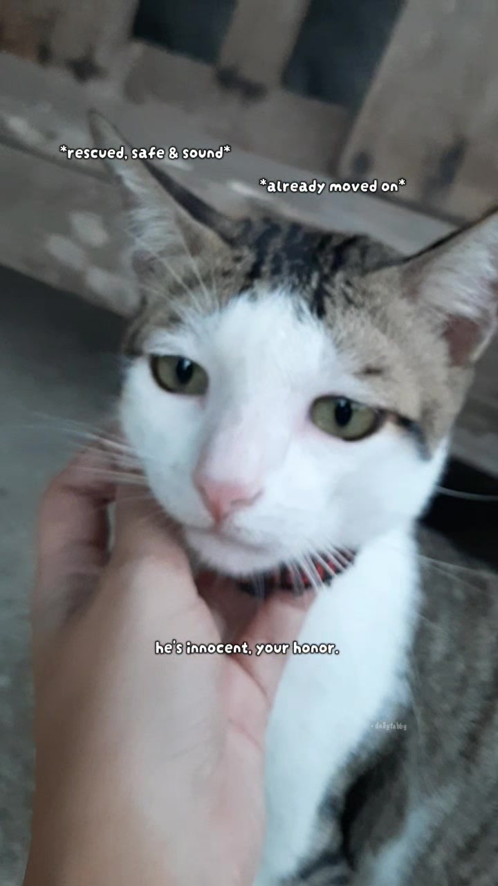 @nikka_mei | dailytabby