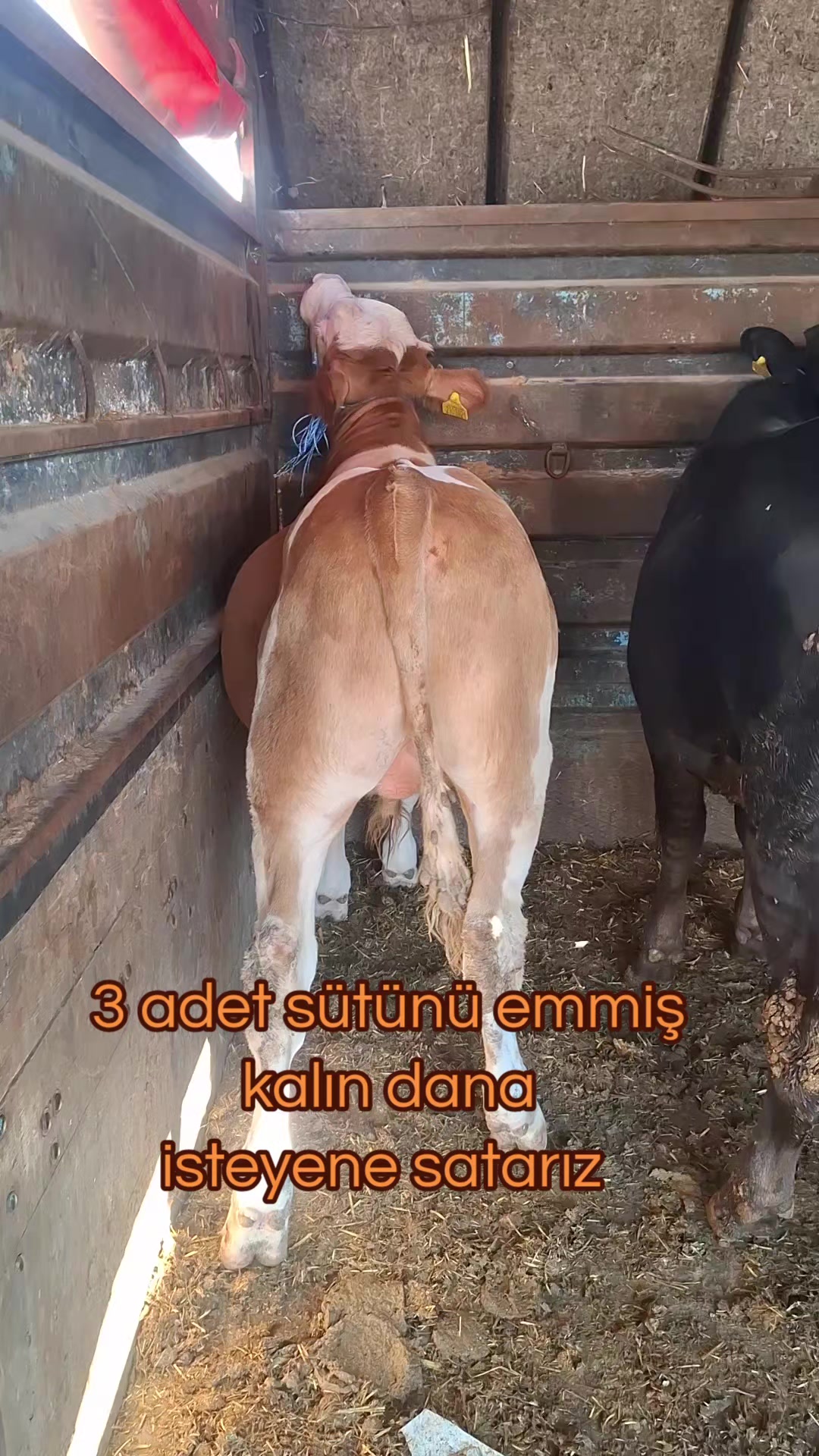 @✎﹏﹏𝐾𝑎𝑑𝑖𝑟 Ş𝑎ℎî𝑛﹏﹏