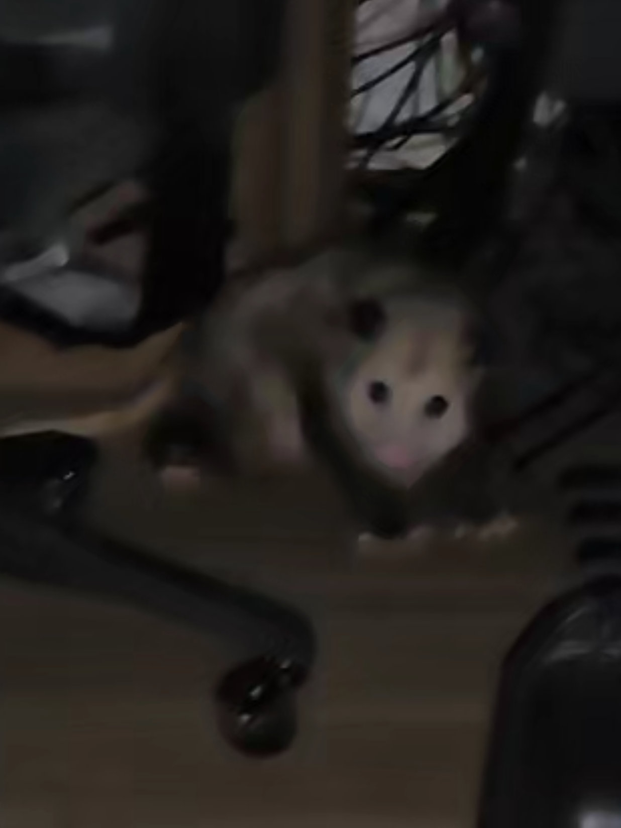 @OPOSSUMDAWGMOM