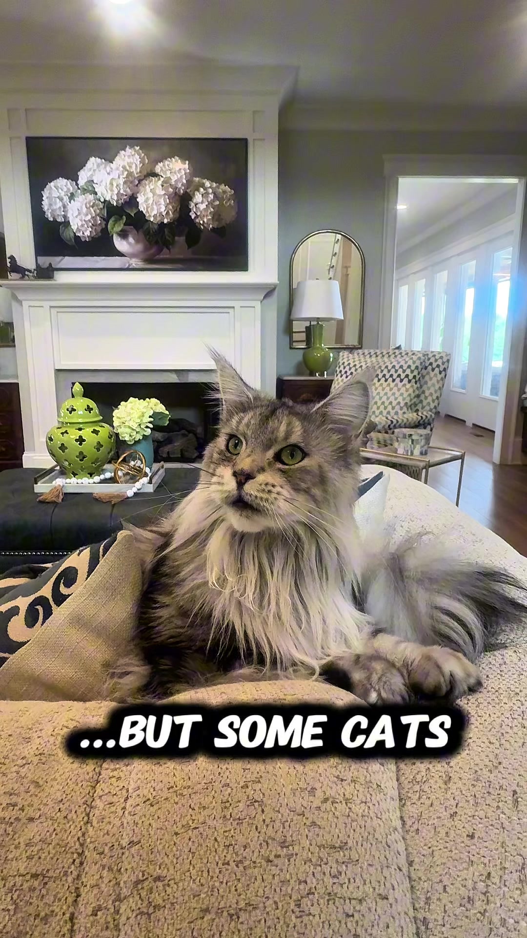 @Winnie: Maine Coon Kitty