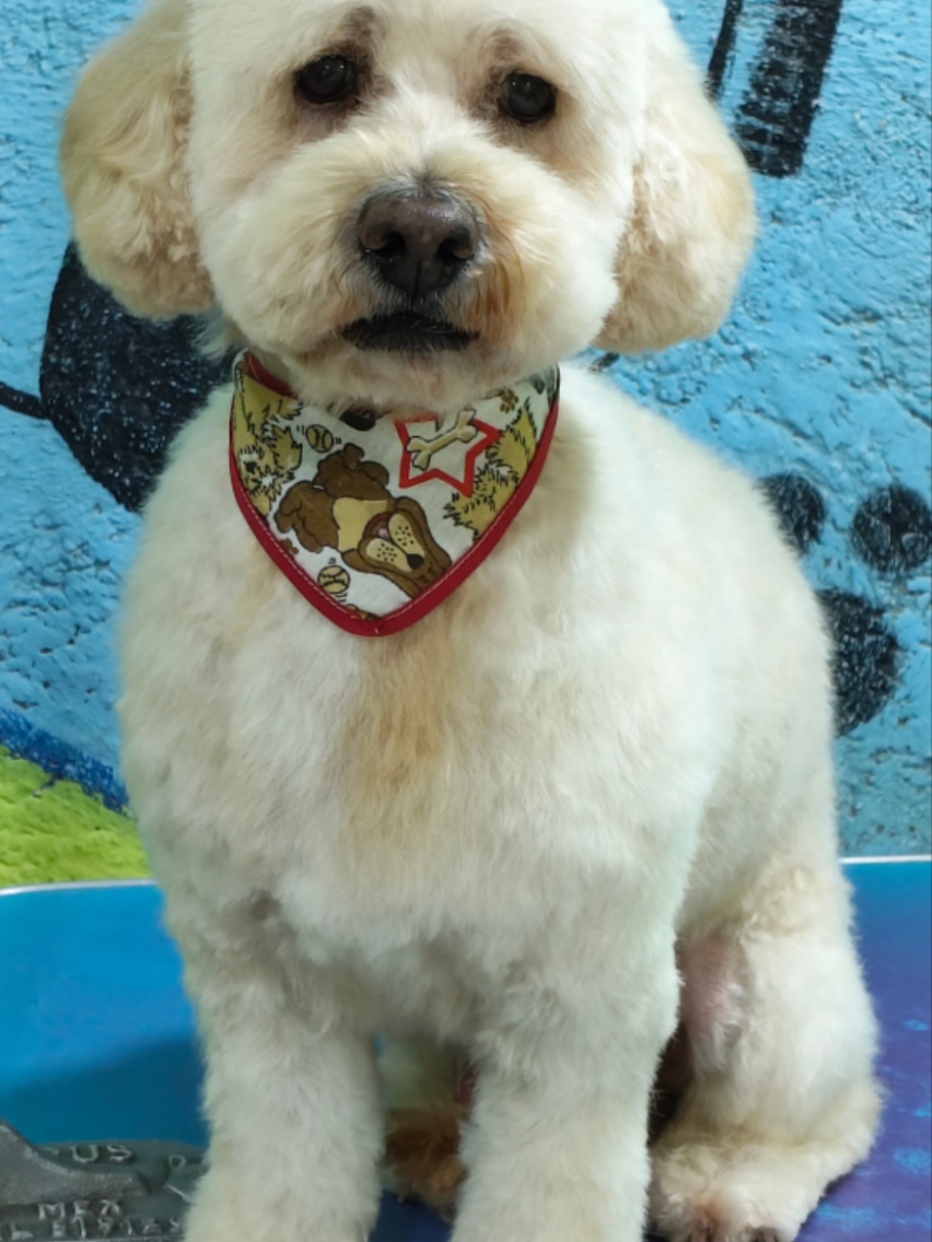 @💈🐾DOG GROOMER🐾💈