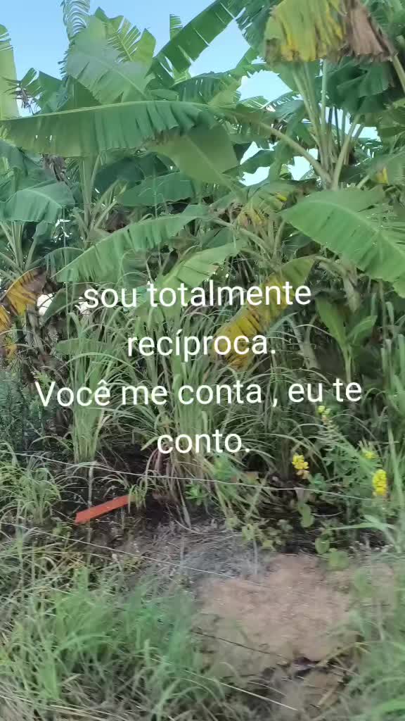 @Viviane Silva