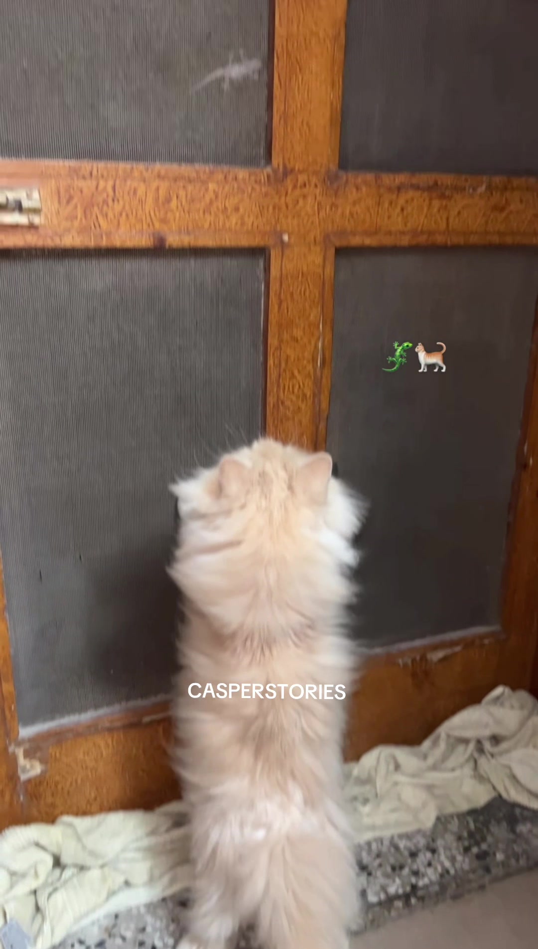 @𝑪𝒂𝒔𝒑𝒆𝒓 & 𝑴𝒊𝒏𝒏𝒊𝒆 🐾