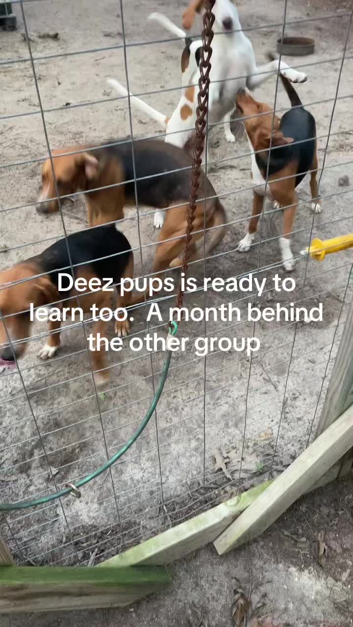 @3DeepKennels