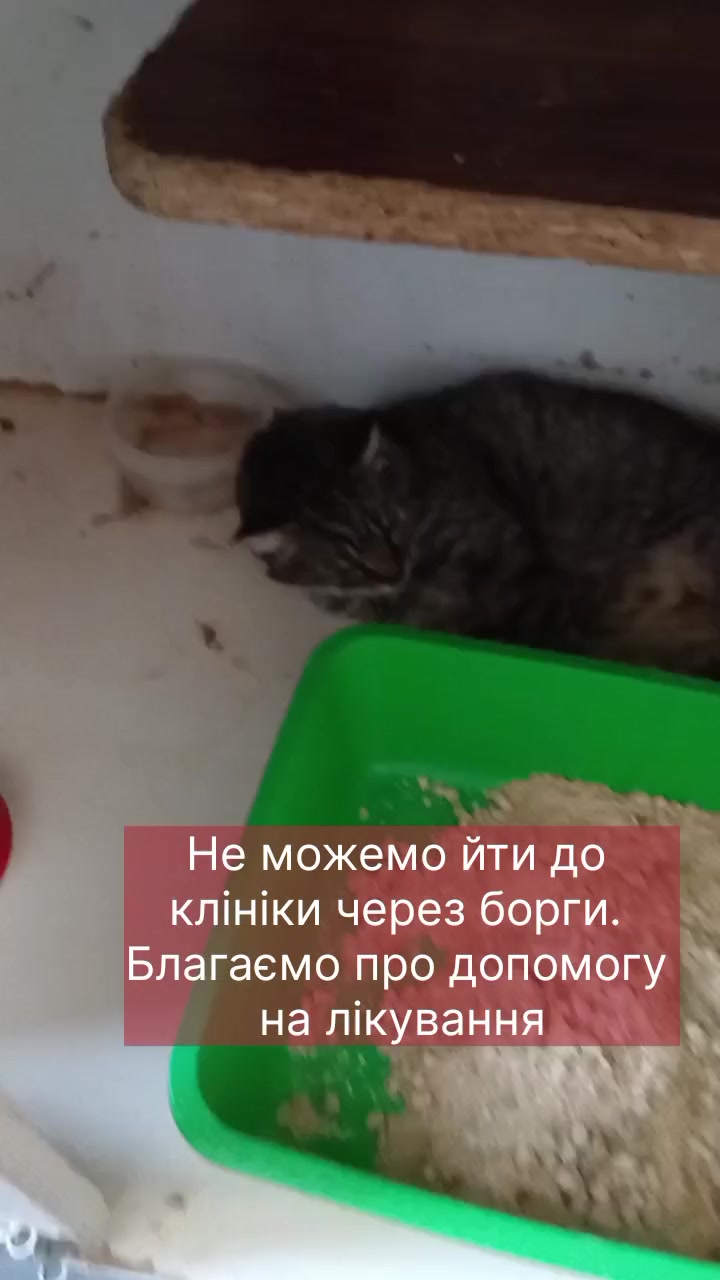@КотоДім Cat House