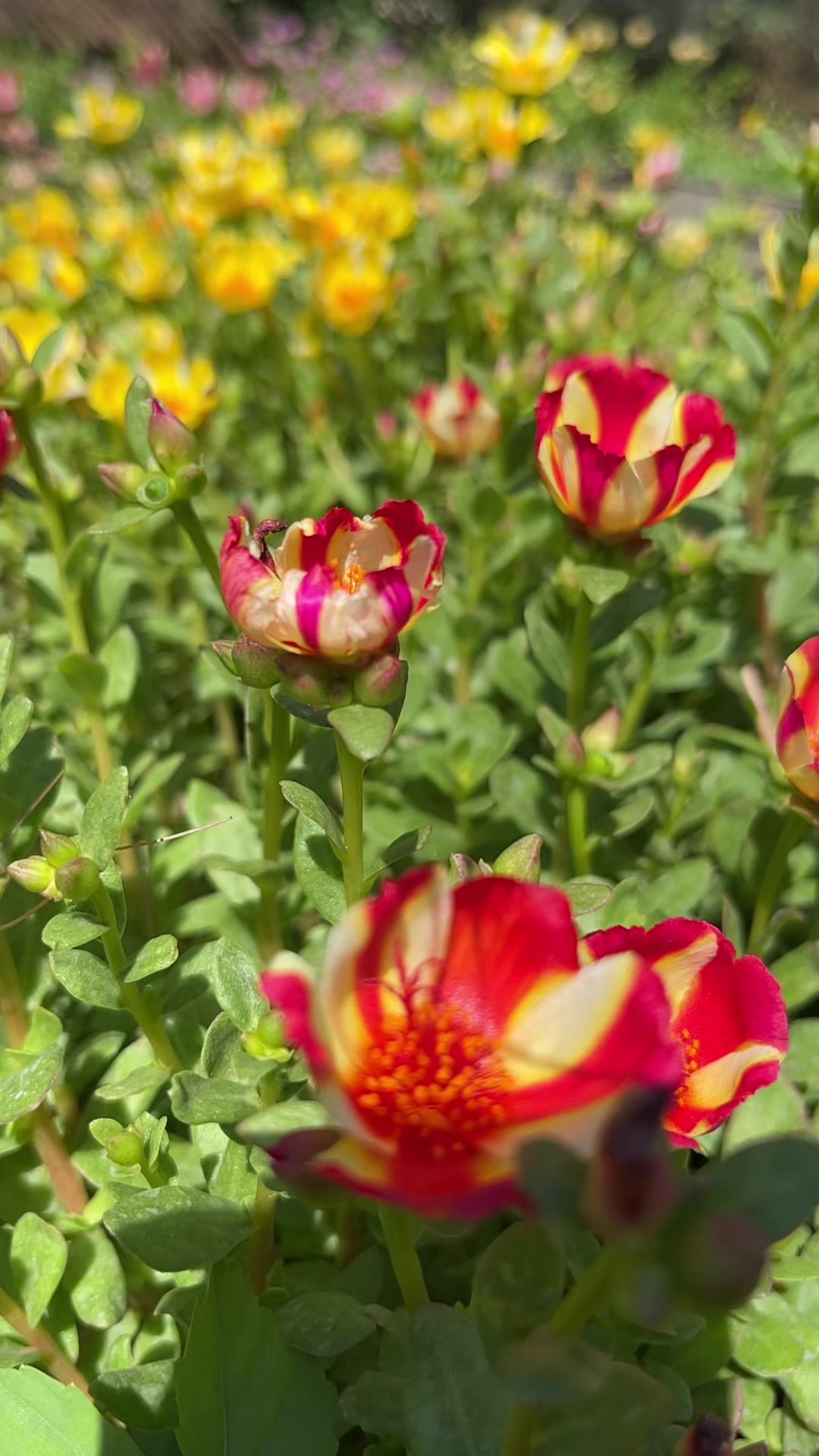 @Xeema_Nursery
