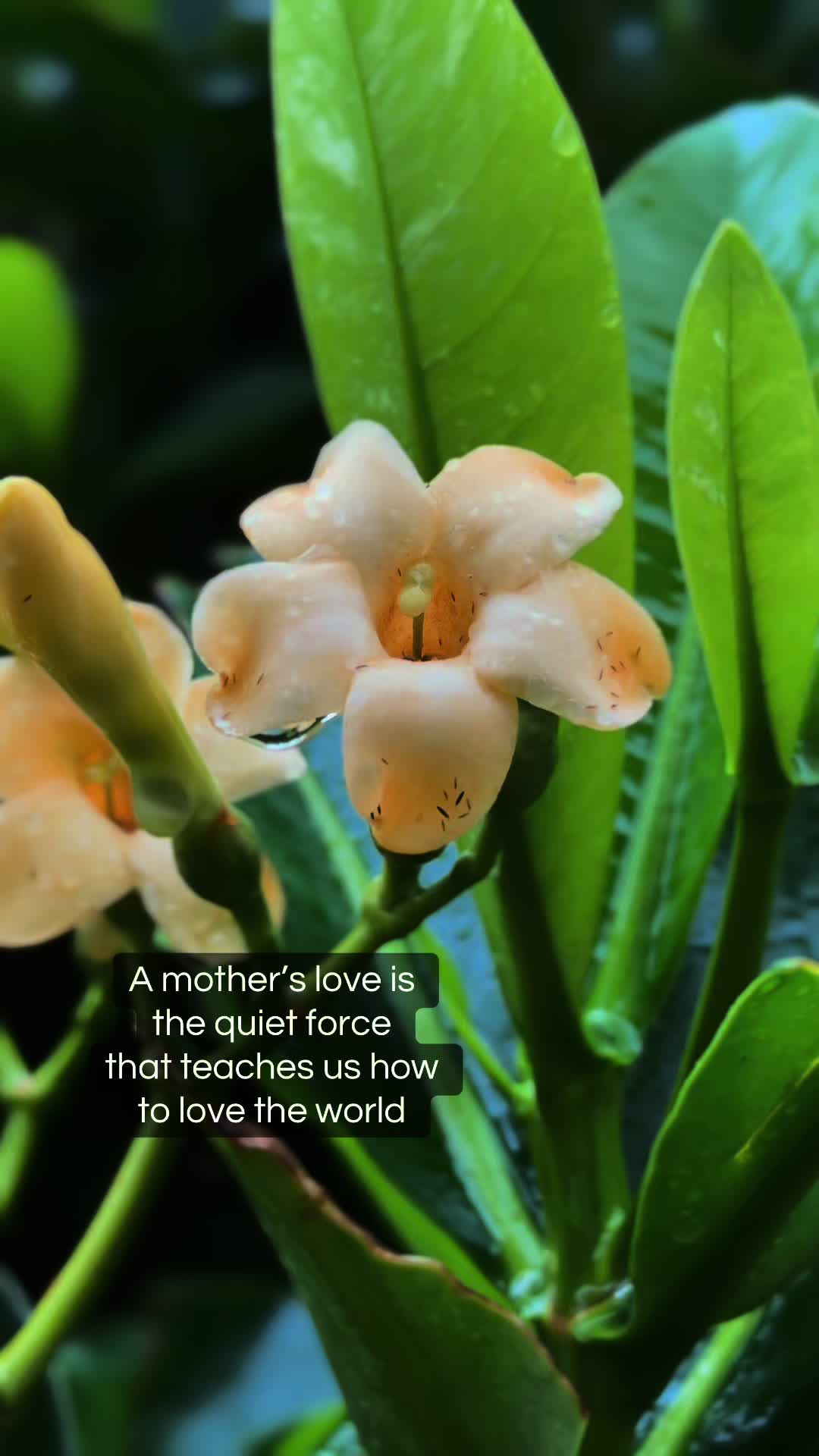 @auntypositivity